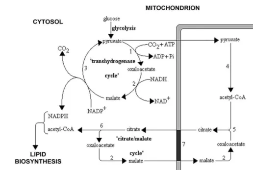 The major supplier of NADPH is the malic enzyme (Reaction 3, Figure I.5). 