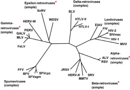 Figure 3: Members of the Retroviridae Family. François Charles Javaugue, VIH, ed. Hermann, 2014