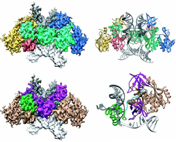 Figure 12: Structure of the STC intasome .  Top left: Cryo-EM reconstruction of the STC, showing IN 