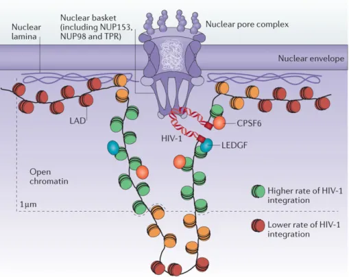 Figure 14: Model of HIV-1 Integration at the Nuclear Pore Complex    . Lusic and Silicano