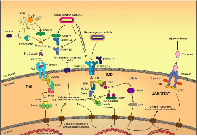 Figure 3 – Signalisation immunitaire via les voies Toll, IMD, JNK et JAK-STAT chez la drosophile