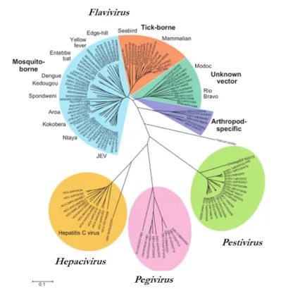 Figure 1. Organisation taxonomique :  phylogénie des  séquences  NS5/NS5B des  membres  de  la famille des Flaviviridae, d’après Simmonds, 2013 [22]