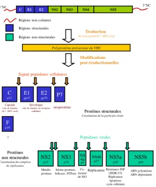 Figure 3. Organisation génomique du VHC adapté de Moradpour, 2001 [25] 