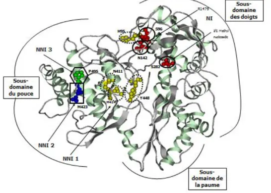 Figure 7. Structure de l’ARN polymérase du VHC [8] 