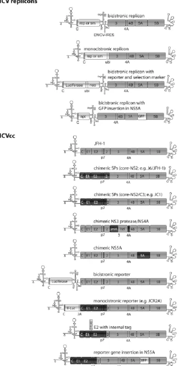 Figure 10. Modèles des  constructions  de  culture  cellulaire du  VHC :  (a)  Réplicons mono  et  bi-cistronic  avec  gène  rapporteur  (luciférase)  ou  gène  de  sélection  (néomycine  phospohotransférase) ;  (b)  Modèles  de  HCVcc  type  sauvage  JFH-