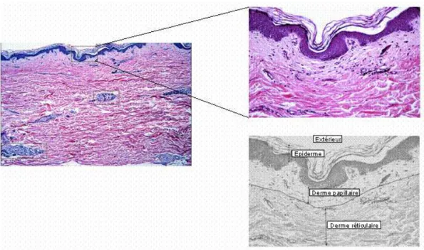 Fig. 1.4 – Coupe histologique de la peau faisant apparaître le derme papillaire et réticulaire [Boston University].