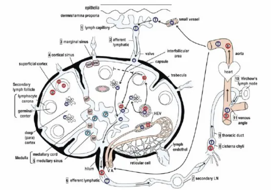 Figure 1 – Schematic drawing of the structure of the lymph-node and trafficking routes for T  cells (T) and B cells (B)