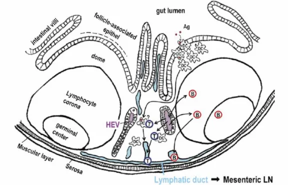 Figure 2 – Schematic drawing of the structure of Peyer’s patches and trafficking route of T cells  (T), B cells (B)