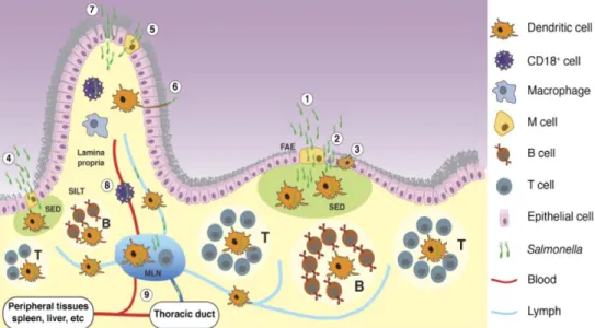 Figure 3 – Entry and capture of orally acquired Salmonella. Salmonella can cross the intestinal  epithelium and enter the host at different sites, mostly at the distal ileum