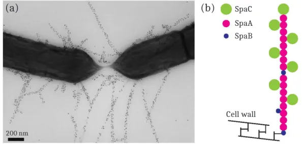 Figure I.1.5: Microscopic observation (a) and structure description (b) of the SpaCBA pilus of Lactobacillus rhamnosus GG; (a) has been obtained by transmission electron microscopy (TEM) using antibodies against the subunit SpaA with gold particles of 10 n