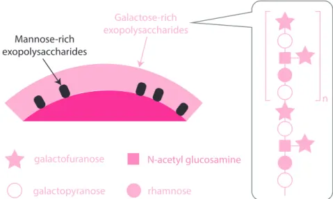 Figure I.1.6: Exopolysaccharides (EPS) present at the surface of Lactobacillus rhamnosus GG (LGG) and structure of galactose-rich EPS; adapted from Guerin et al., 2017 [Guerin, 2017].