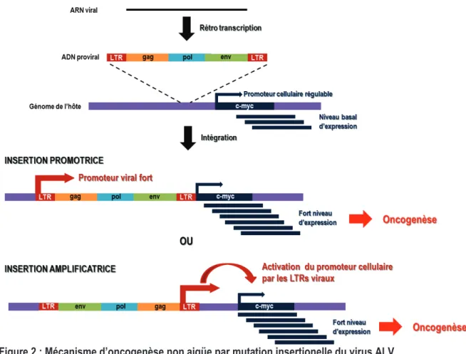 Figure 2 : Mécanisme d’oncogenèse non aigüe par mutation insertionelle du virus ALV. 