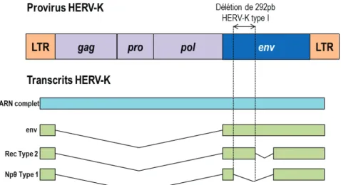 Figure 5 : Organisation des provirus HERV-K (adapté de (143)). Le génome proviral HERV-K contient les  séquences rétrovirales gag, pro, pol et env
