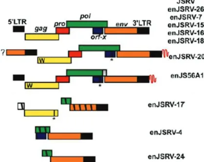 Figure 11 : Organisation génomique des enJSRV (Adapté de (24)). Cinq provirus contiennent une  organisation génomique intacte et similaire à celle de JSRV et d’autres contiennent plusieurs modifications