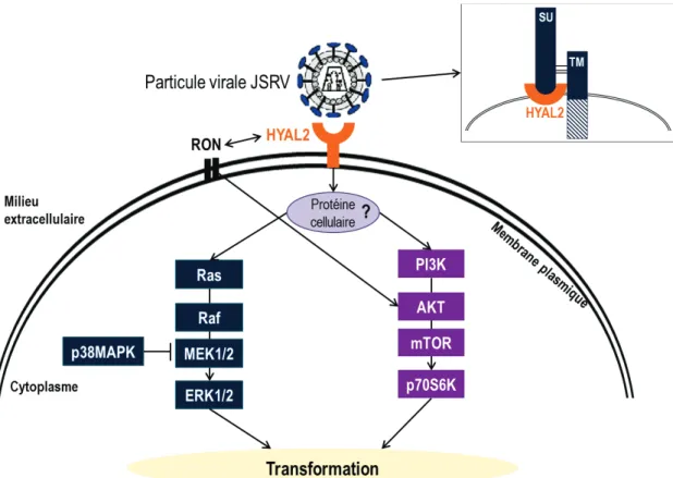 Figure 13 : Voies de signalisation impliquées dans la transformation des cellules par l’enveloppe de  JSRV (D’après (285))