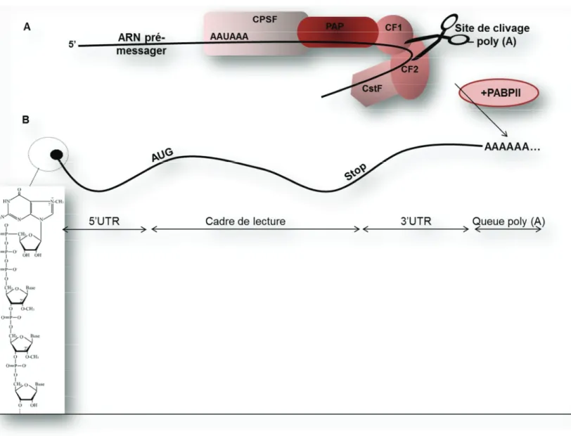 Figure 2 : Polyadénylation de l’ARNpré-messager et organisation de l’ARNmessager (A) L’ARNpré-m en cours de transcription interagit avec le facteur spécifique de 