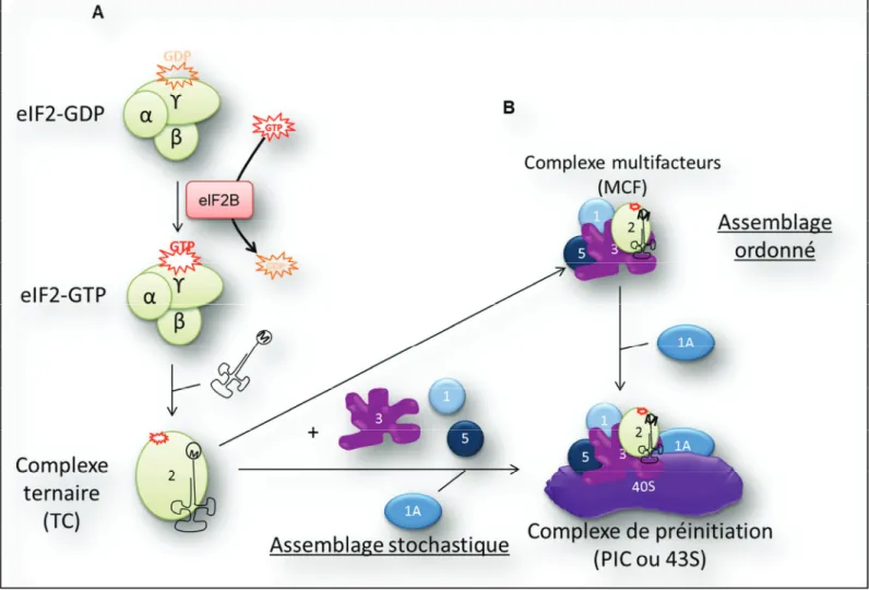 Figure 4 : Activation d’eIF2 et formation du PIC