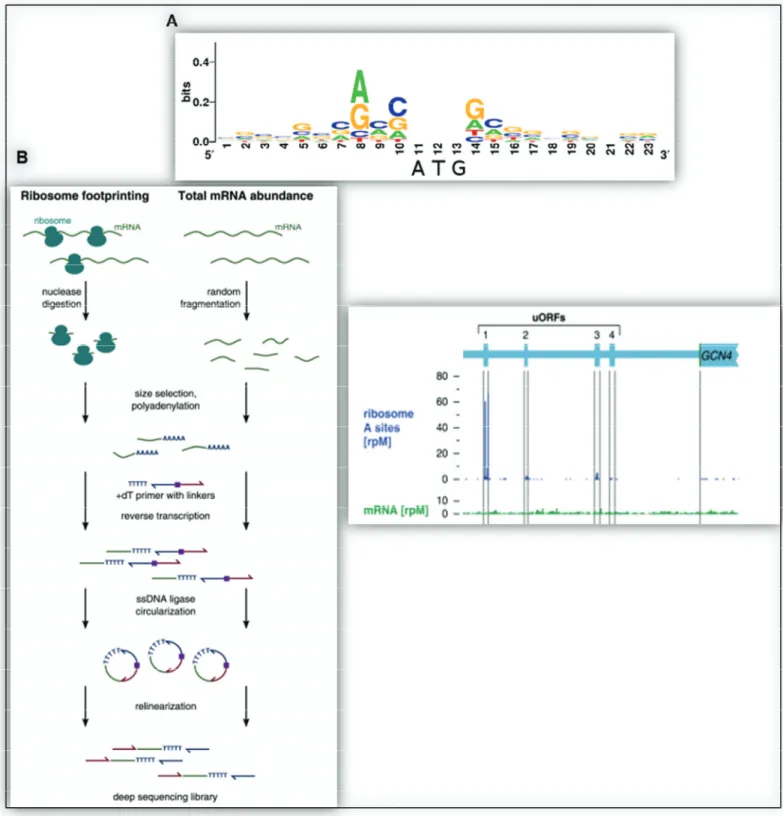 Figure 7 : Contexte Kozak et ribosome profiling (d’après Ingolia2009  23 )
