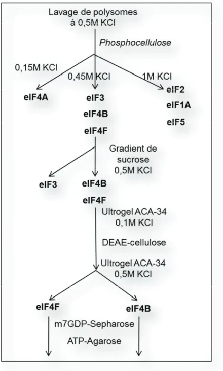 Figure 8 : Purification des différents facteurs d’initiation de la traduction (adapté de  Grifo1983  27 )