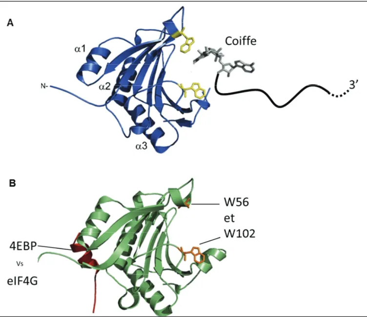 Figure 9 : Structure d’eIF4E(adapté de Siddiqui 2012  28 ) (A) Interaction de eIF4E avec la coiffe de l’ARNm