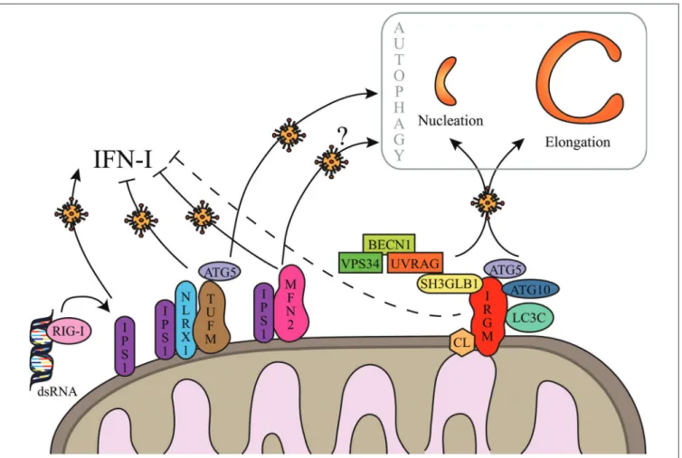 FIGURE 2 | Hypothetical regulation of autophagy by IRGM upon viral infections. IRGM is associated to mitochondria via cardiolipin (CL).