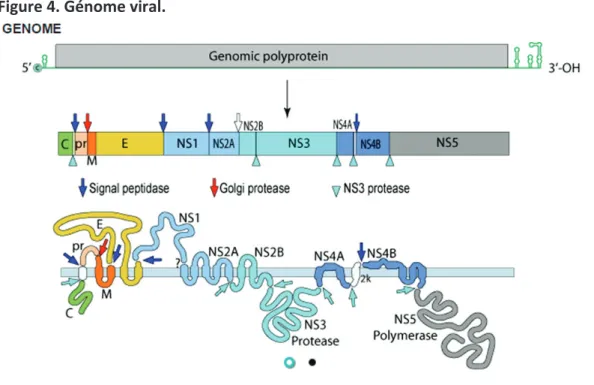 Figure 4. Génome viral.
