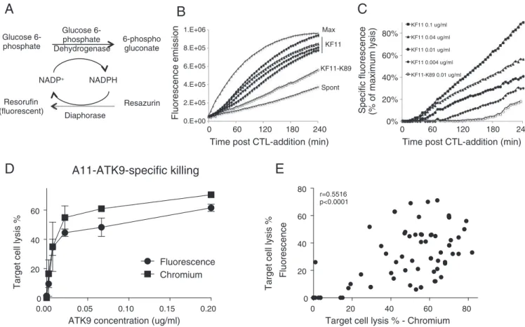 Fig. 1. A fluorogenic assay to measure real-time CTL-mediated cell killing. A. Principle of the coupled enzymatic assay for detection of glucose 6-phosphate dehydrogenase activity