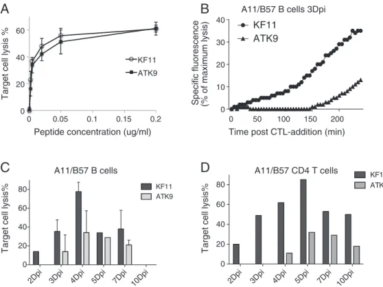 Fig. 3. Real-time epitope presentation by HIV-infected cells to CTL. A. HLA-A11 + B57 + B cells were pulsed with increasing amounts of B57-restricted KF11 or A11-restricted ATK9 and used as targets in a fluorescence killing assay with KF11-specific (open c