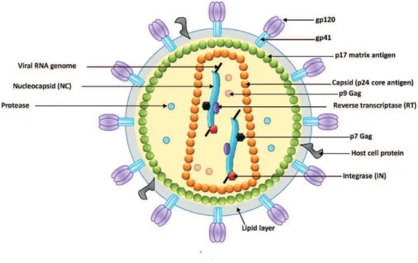Figure 8: Schematic structure of the HIV-1 mature viral particle. The HIV virion is represented as a sphere  containing two copies of the RNA genome associated to the nucleocapsid (NC) protein