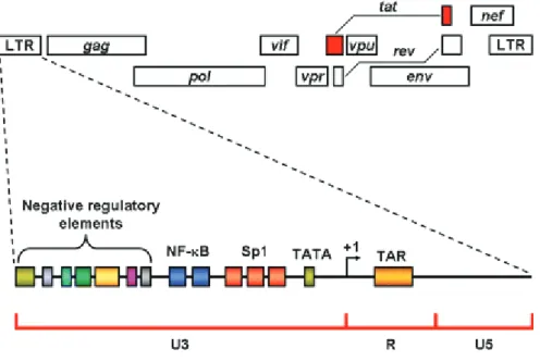 Figure 10: Detailed structure of the LTR. The LTR is divided into three regions U3, R, and U5 (Romani et  al