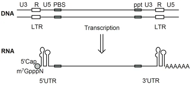 Figure 11:  HIV proviral  DNA (vDNA)  and RNA  (gRNA) transcription  product. The  vDNA is  flanked  by  long terminal repeats (LTR) containing U3, R and U5 regions in addition to the reverse transcription signals: the  primer binding site (PBS) and polypu