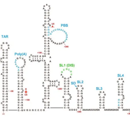Figure 12: HIV-1 5' RNA Structural Elements. These are the TAR element, the poly(A) hairpin, the U5-PBS  complex, and stem-loops 124