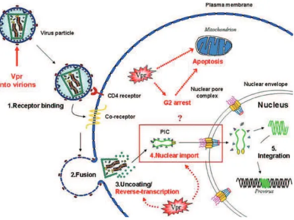 Figure  15:  Schematic  representation  of  the  early  steps  of  HIV  infection.  The  scheme  highlights  the  events  where  Vpr  is  involved