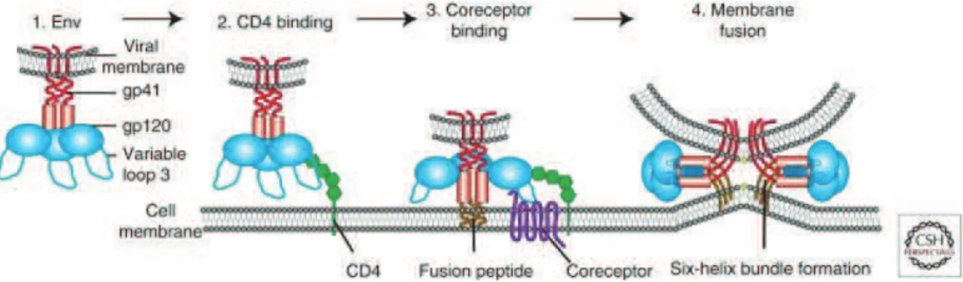 Figure 18: Overview  of HIV entry.  To deliver  the viral capsid  into cells,  HIV Env, comprised  of gp120  and  gp41 subunits (1), first attaches to the host cell, binding CD4 (2)