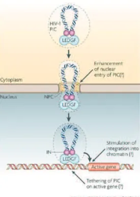 Figure  22:  Proposed  roles  for  lens-epithelium-derived  growth  factor  (LEDGF/p75)  in  HIV-1  DNA  integration
