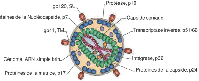 Figure 3 : Schéma détaillé de la structure de la particule virale du VIH-1. 