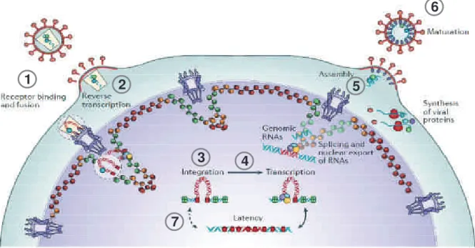 Figure 4 : Schéma du cycle viral du VIH-1. 