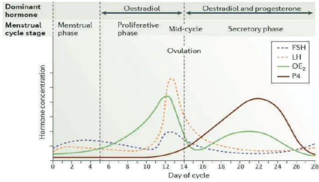 Figure 9 : Cycle menstruel 