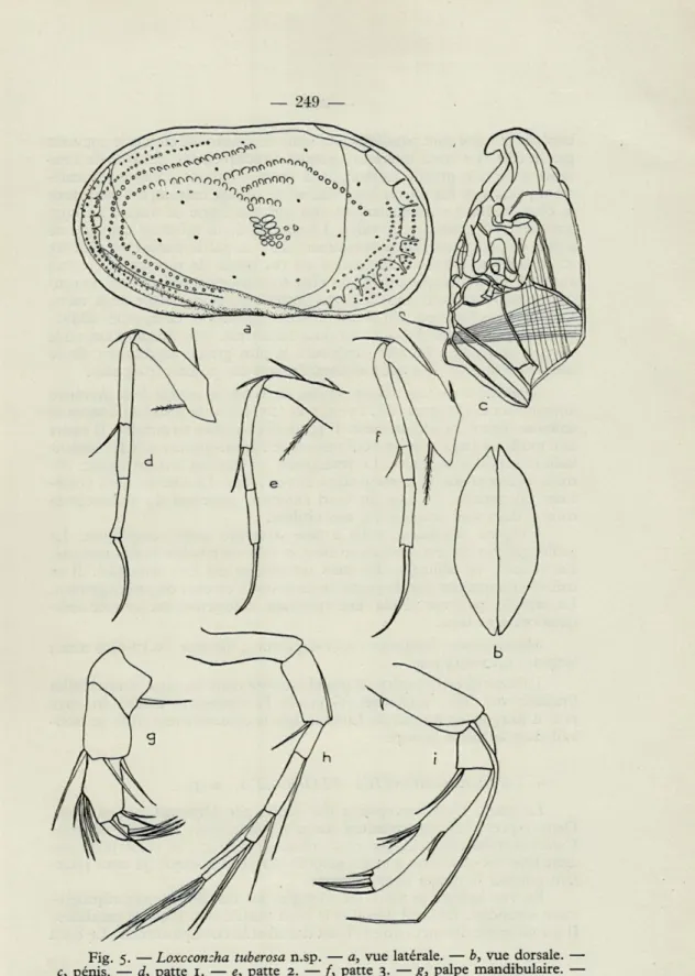 Fig.  5.   —  Loxcconzha  tuberosa  n.sp.  —  a,  vue  latérale.  —  b,  vue  dorsale,  c,   pénis