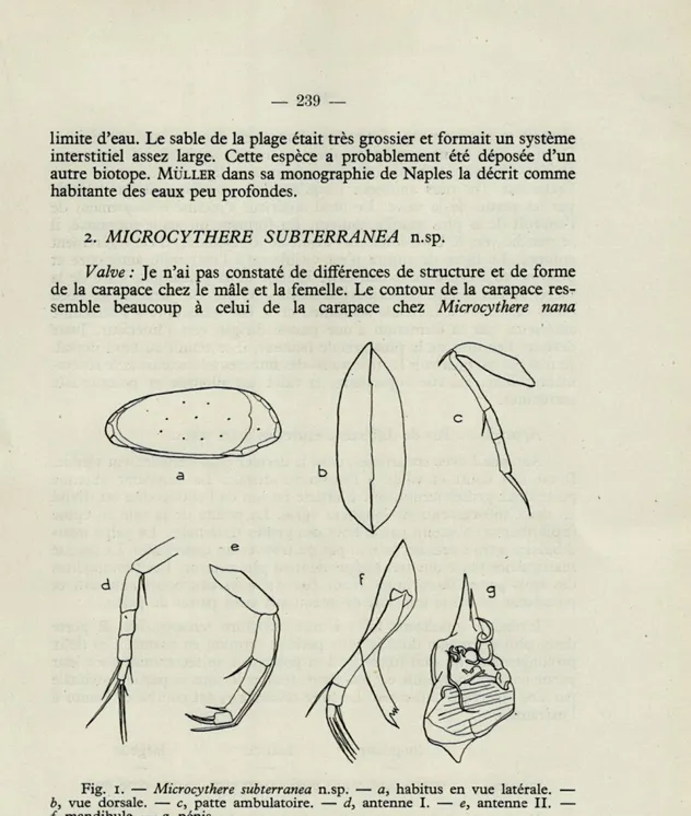 Fig.  i.  —  Microcythere  subterranea  n.sp.  —  a,  habitus  en  vue  latérale.  —  b,  vue  dorsale