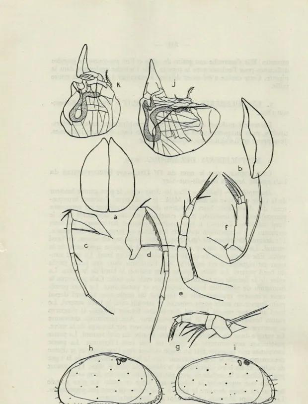 Fig.  2.   —   Xestoleberis  delamarei  n.sp.  —  a,  vue  dorsale.  —  è,  valve.  —  c,  patte  I