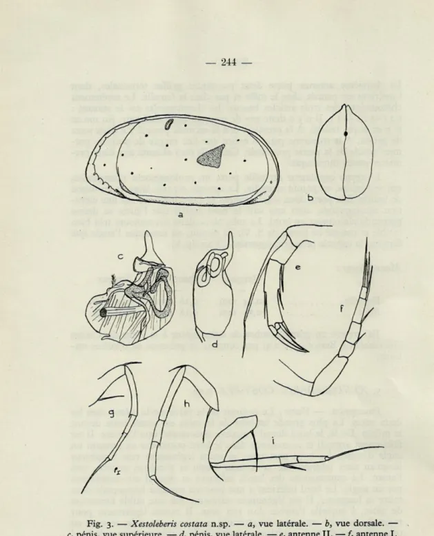 Fig.  3.   —   Xestoleberis  costata  n.sp.  —  a,  vue  latérale.  —  b,  vue  dorsale