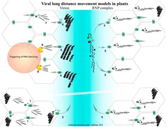 Figure 3. Confrontation of two models describing the long-distance movement of multipartite RNA viruses using the BNYVV as an example