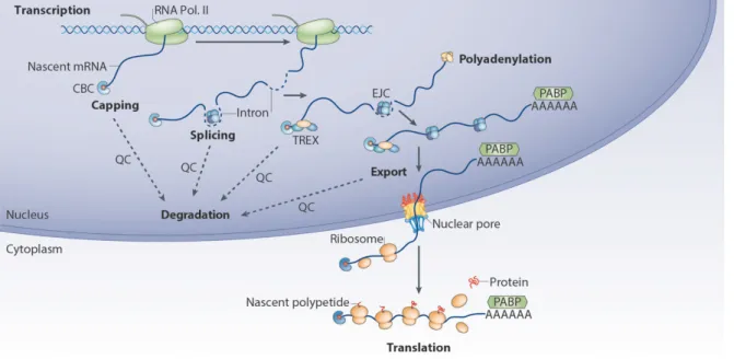 Figure 11 : Contrôle-qualité des mRNPs nucléaires. Le contrôle-qualité (QC) de l’assemblage des  particules ARNm-protéines (mRNPs) se produit à chaque étape de la biogenèse des ARNm