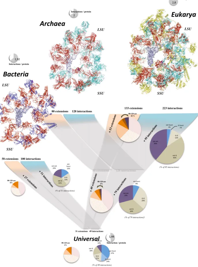 Figure 1.  Evolution of the r-protein interactomes. In the three kingdoms’ networks, the r-protein components  are represented according to their evolutionary status with the following colour code: red: universal; blue: 