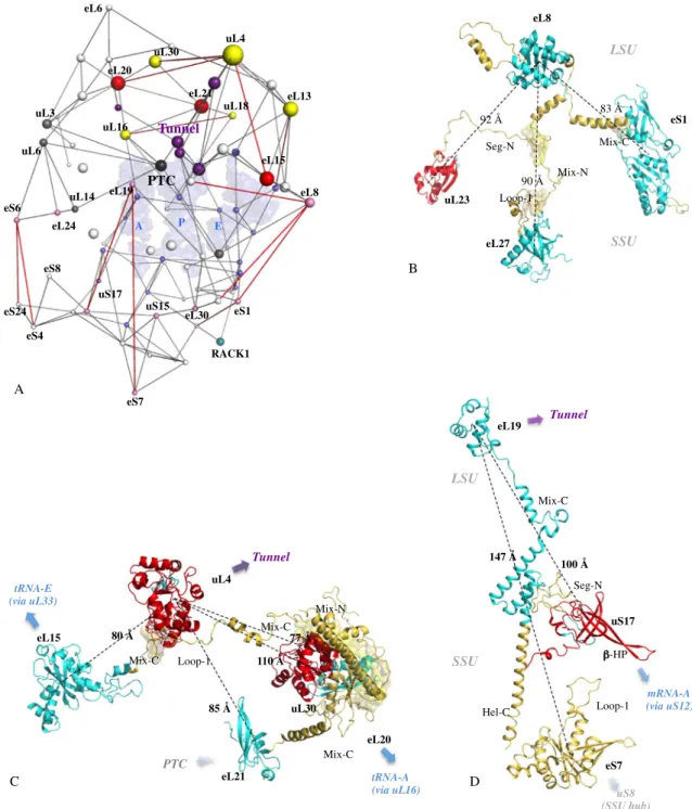 Figure 3.  Extensions coevolve to connect remote functional modules. (A) Graph of the eukaryotic network  with the largest distances between interconnected centres of mass are represented in red