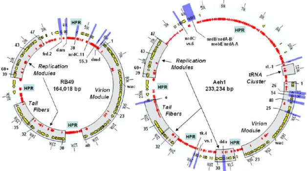 Figure 4: Genome organization of two virulent phages: RB49 and Aeh1 (T4 family).  Genome maps of the  phages are drawn  to scale and,  in  each, the  outer rings show the  scales (in kb),  the  middle rings  (yellow  arrows)  the  T4  homologues,  and  the