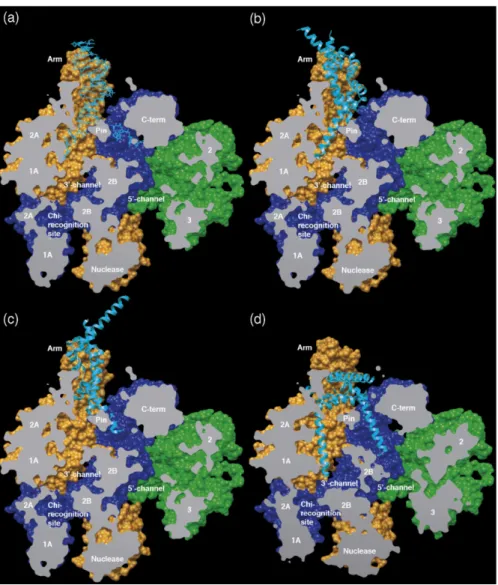 Figure 10: Surface cutaways showing proposed models for RecBCD inhibition by the Gam protein.