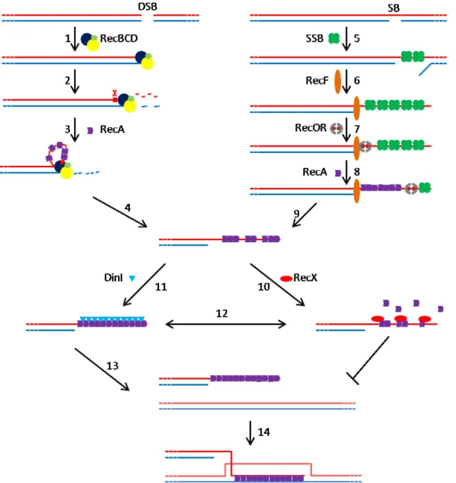 Figure  13:  Regulation  of RecA  activity.  There are  two  RecA  loading  pathways  depending  on  the  DNA damage. In the case of double strand break (DSB), RecBCD recognize blunt DNA (1, RecB in blue, RecC in Yellow, RecD in green) and degrade both str