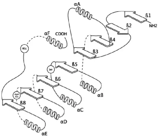 Figure 2. The alpha/beta-hydrolase fold where α- helices are represented by spirals and β  strands are indicated by arrows